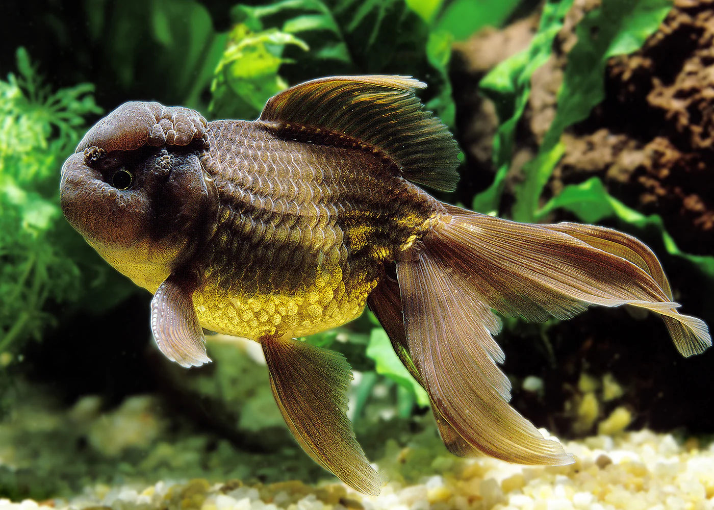 chocolate oranda - carassius auratus - cradle coast pet & aquarium