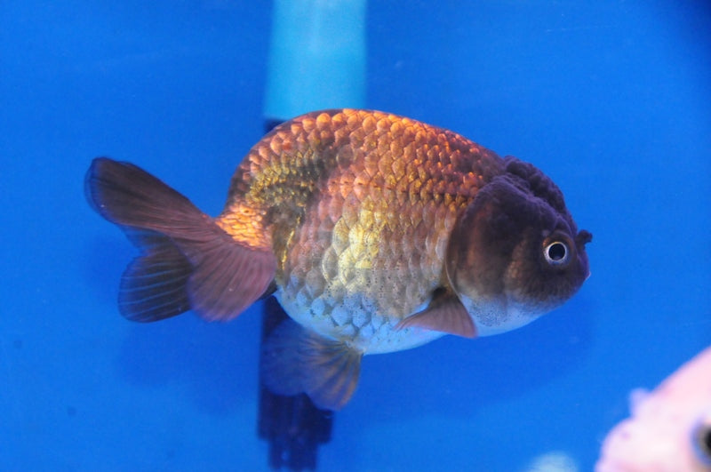 bronze ranchu - carassius auratus - cradle coast pet & aquarium