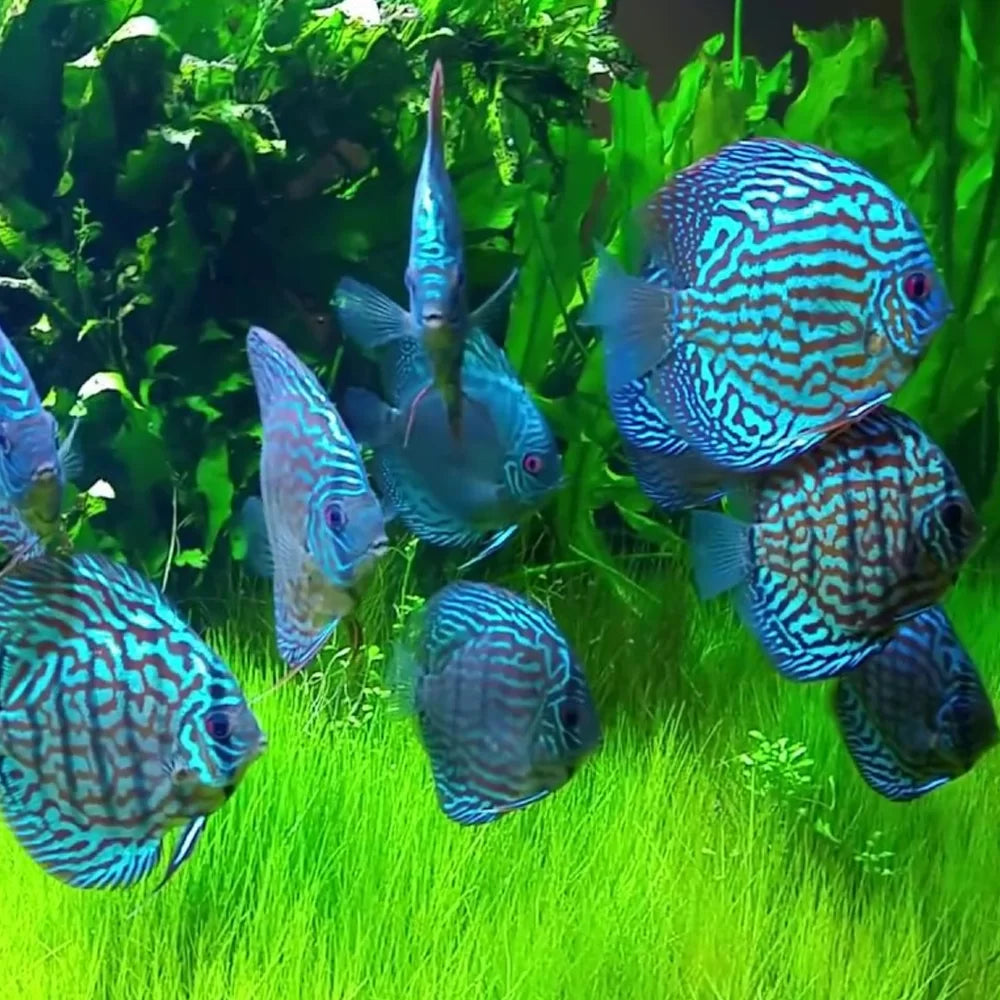 blue turquoise discus - symphosodon sp. - cradle coast pet & aquarium