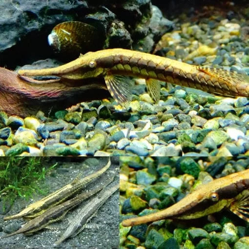 twig catfish - farlowella acus - cradle coast pet & aquarium