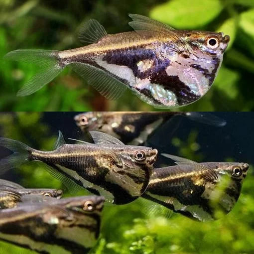 Dark Marbled Hatchet Fish - Gasteropelecus strigata