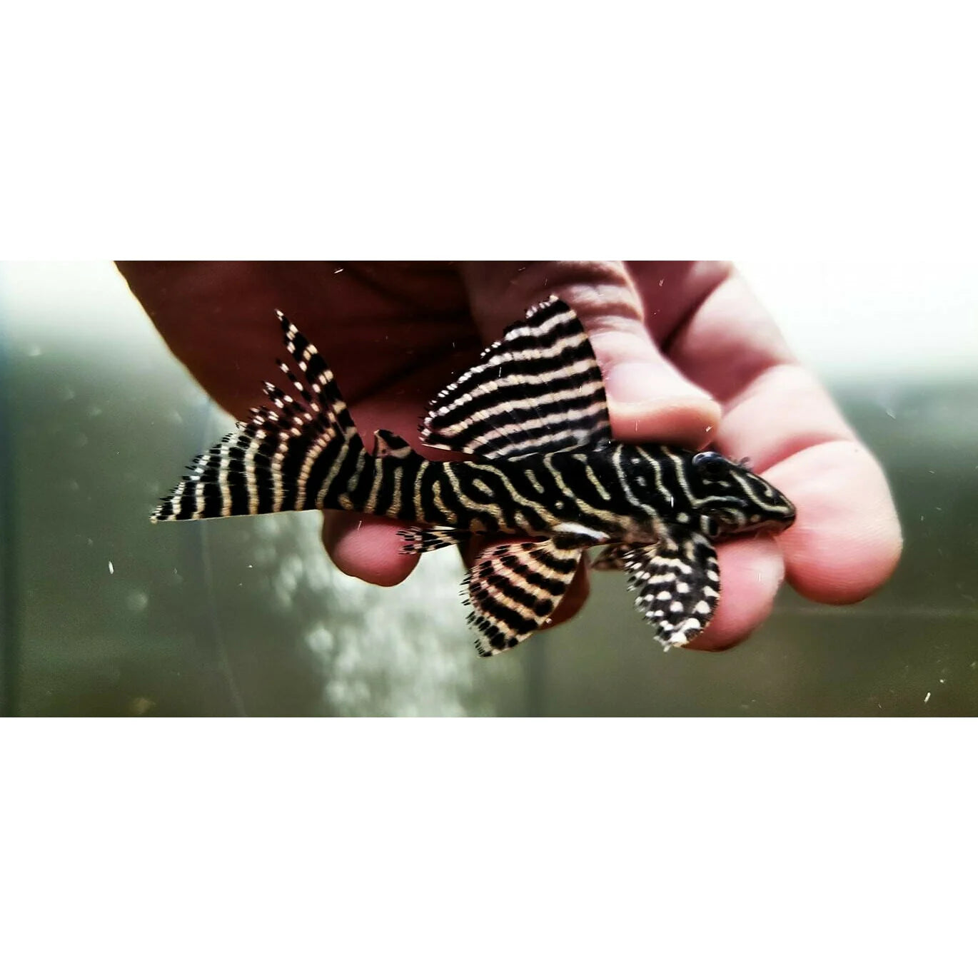 l333 pleco - hypancistrus sp.