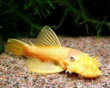 albino bristlenose catfish - cradle coast pet & aquarium