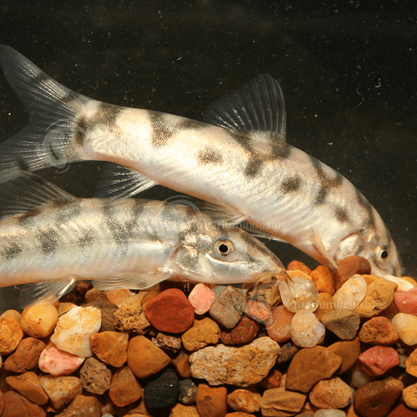 "yo yo" reticulate pakistani loach - botia lohachata