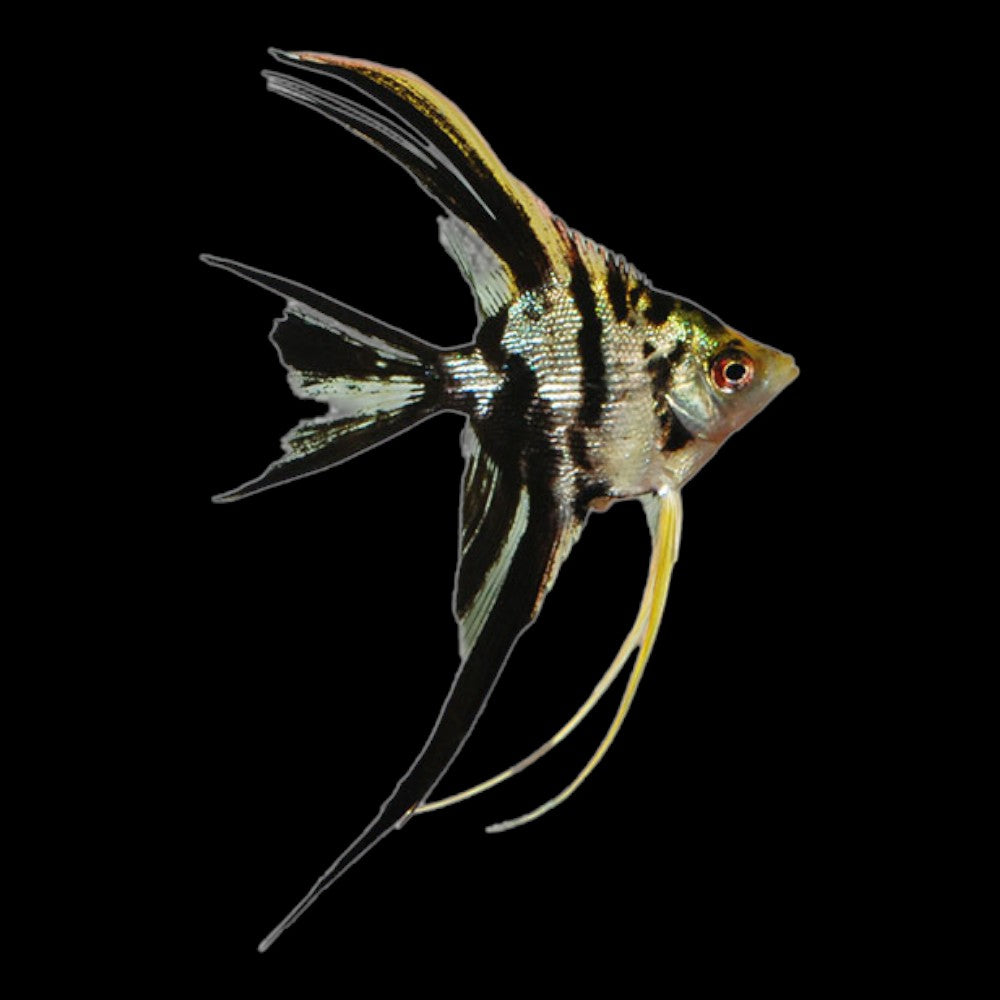 marble veil tail angelfish - pterophyllum scalare