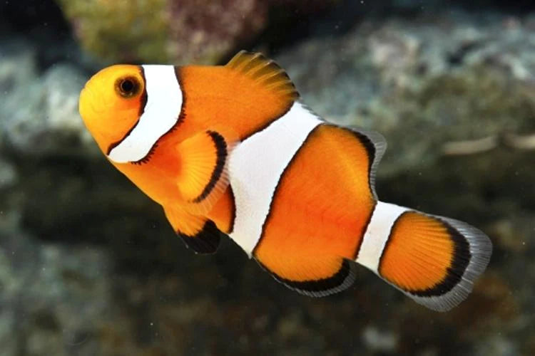 orange & white clownfish - amphiprion occellaris