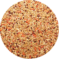 passwell red factor canary seed - cradle coast pet & aquarium