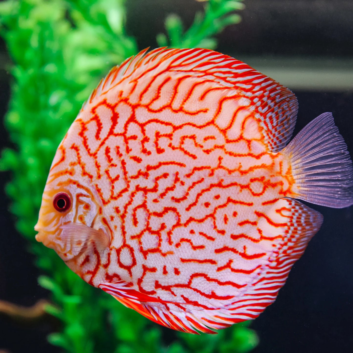 red pigeon checkerboard discus - symphosodon sp. - cradle coast pet & aquarium