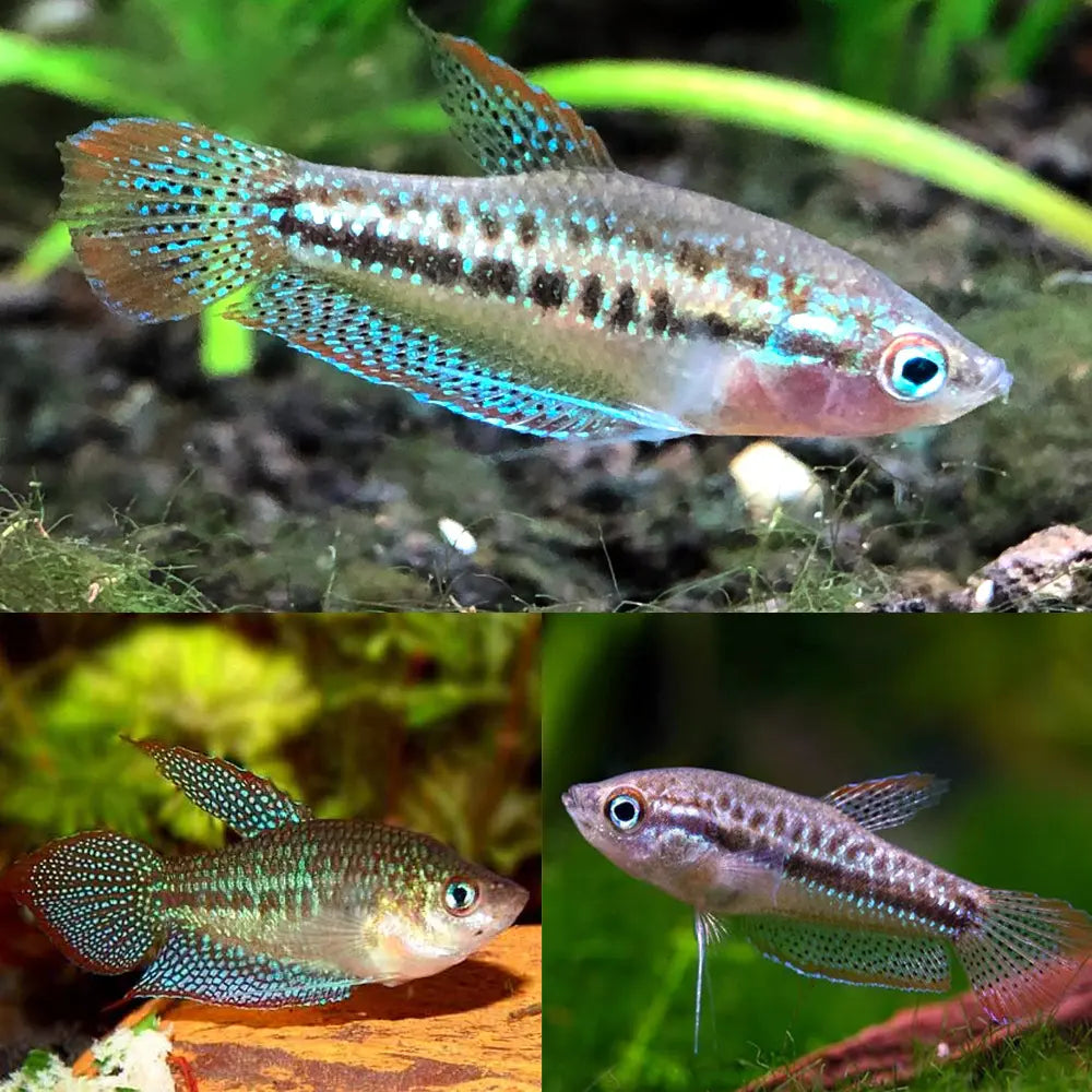 sparkling gourami - trichopsis pumila