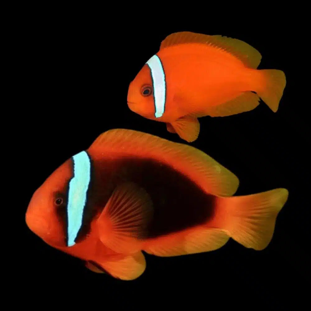 gbr tomato clownfish - amphiprion melanopus