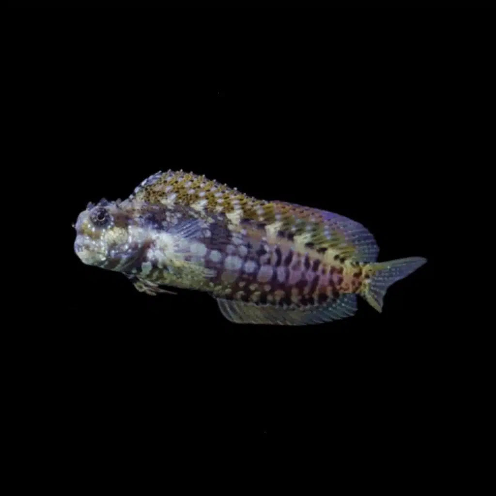 triple spot lawnmower blenny - crossosalarius macrospilus