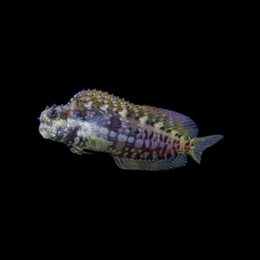 Triple Spot Lawnmower Blenny - Crossosalarius macrospilus