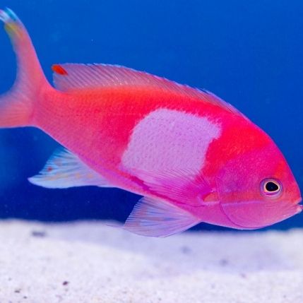 square block anthias - female - pseudanthias pleurotaenia