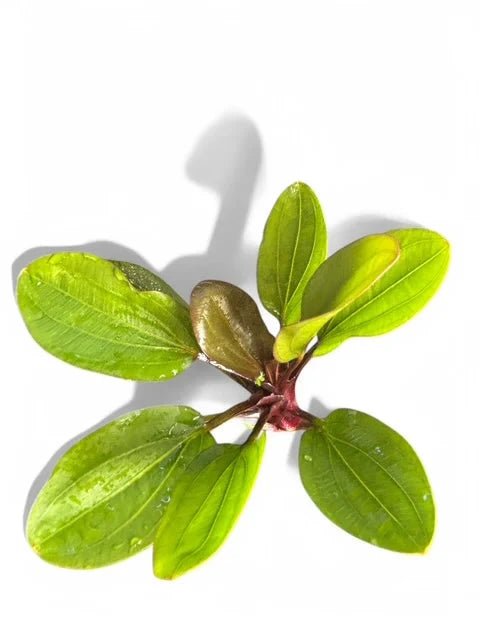 Live Plants|AD - Assorted Amazon Sword | Echinodorus sp.|Cradle Coast Pet & Aquarium