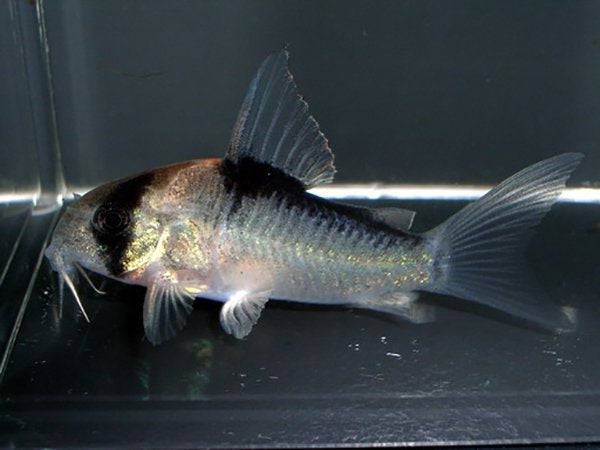 adolfoi cory - corydoras adolfoi - cradle coast pet & aquarium