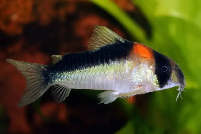 adolfoi cory - corydoras adolfoi - cradle coast pet & aquarium