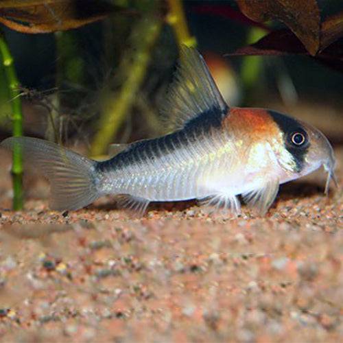 adolfoi cory - corydoras adolfoi - cradle coast pet & aquarium