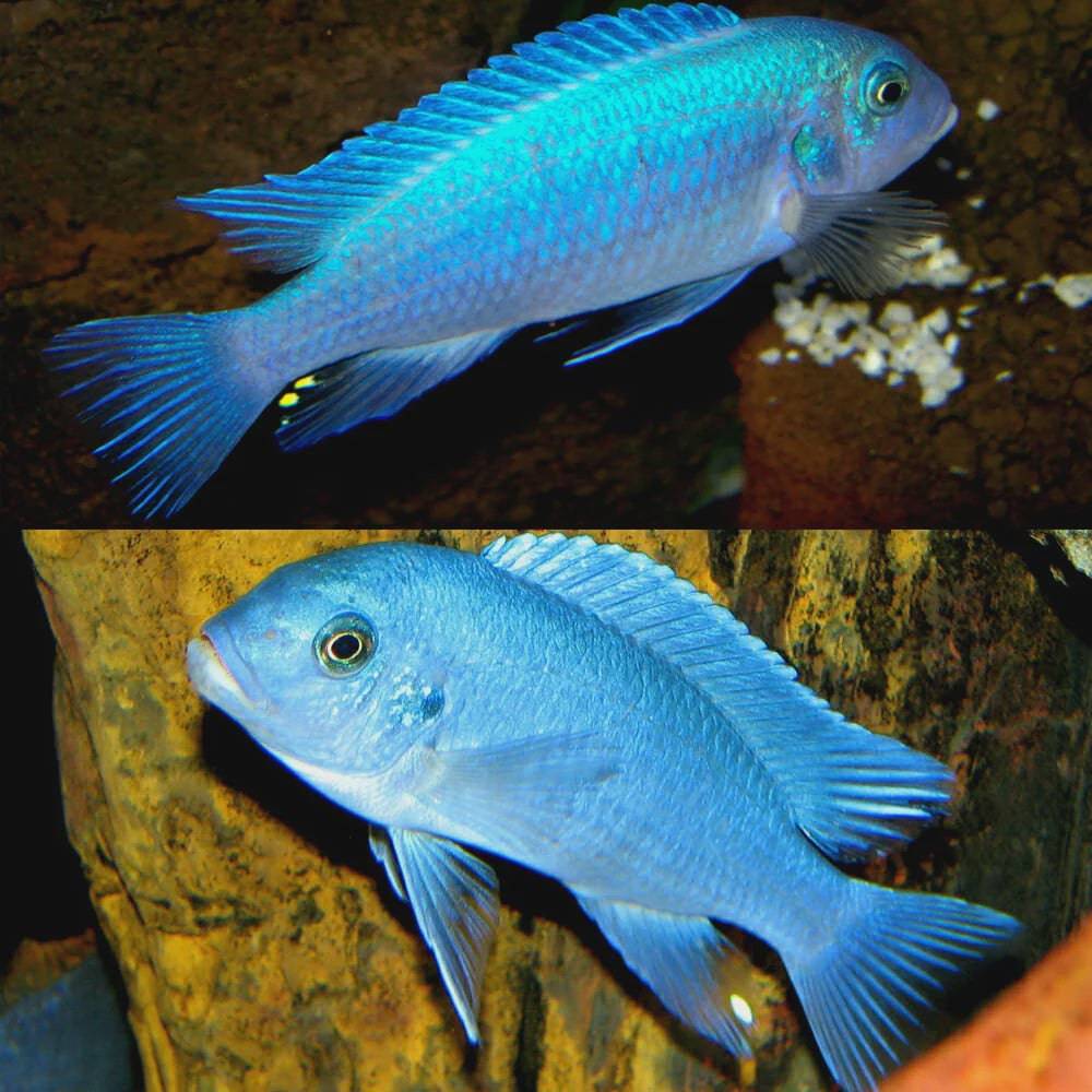 african cichlid - cobalt blue zebra - maylandia callainos - cradle coast pet & aquarium