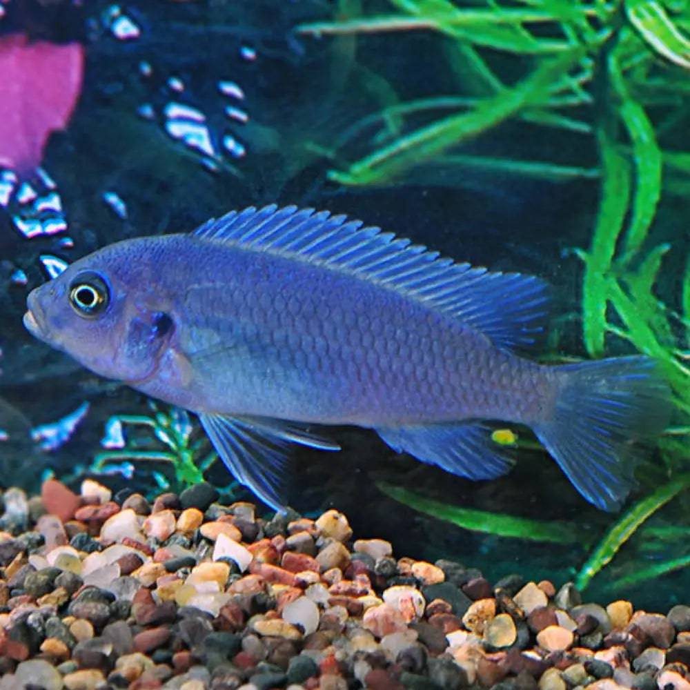 african cichlid - cobalt blue zebra - maylandia callainos - cradle coast pet & aquarium