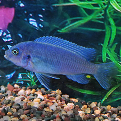 African Cichlid - Cobalt Blue Zebra - Maylandia callainos - Cradle Coast Pet & Aquarium