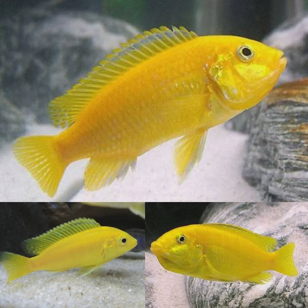 african cichlid - electric yellow - labidochromis caeruleus - cradle coast pet & aquarium