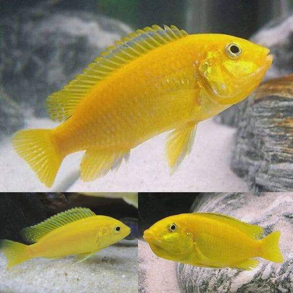 African Cichlid - Electric Yellow - Labidochromis caeruleus