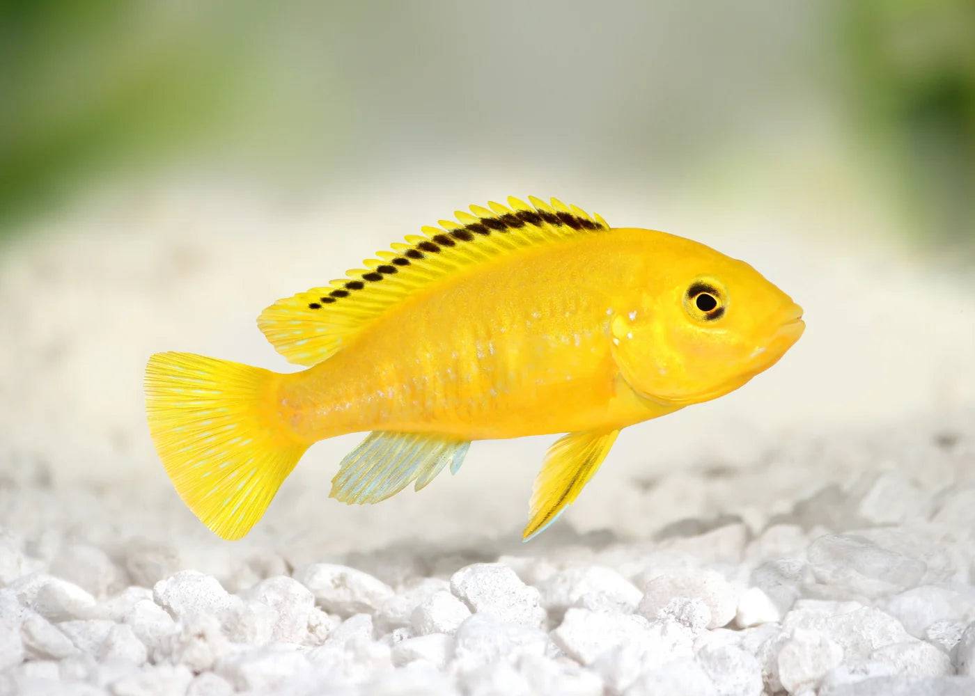 african cichlid - electric yellow - labidochromis caeruleus - cradle coast pet & aquarium