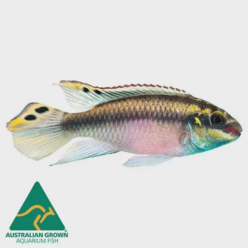 african cichlid - kribensis - pelviachromis pulcher - cradle coast pet & aquarium