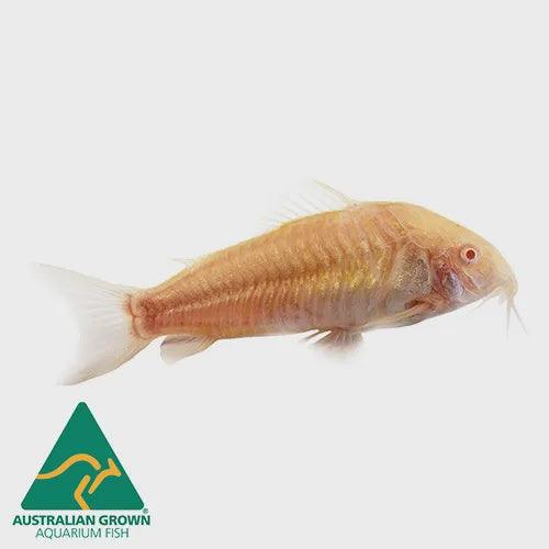 albino corydoras - corydoras aeneus - cradle coast pet & aquarium