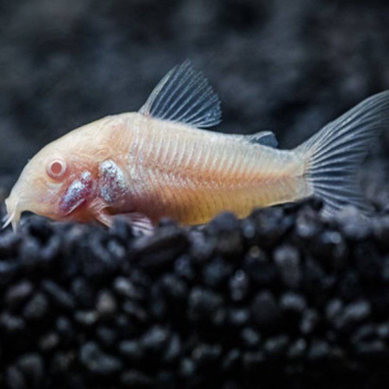 albino corydoras - corydoras aeneus - cradle coast pet & aquarium