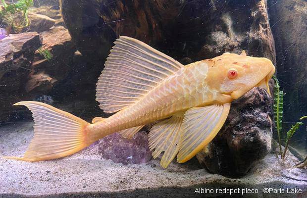 albino sailfin plecostomus - glyptoperichthys gibbiceps - cradle coast pet & aquarium