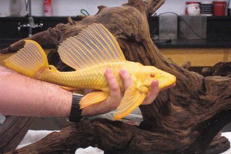 albino sailfin plecostomus - glyptoperichthys gibbiceps - cradle coast pet & aquarium