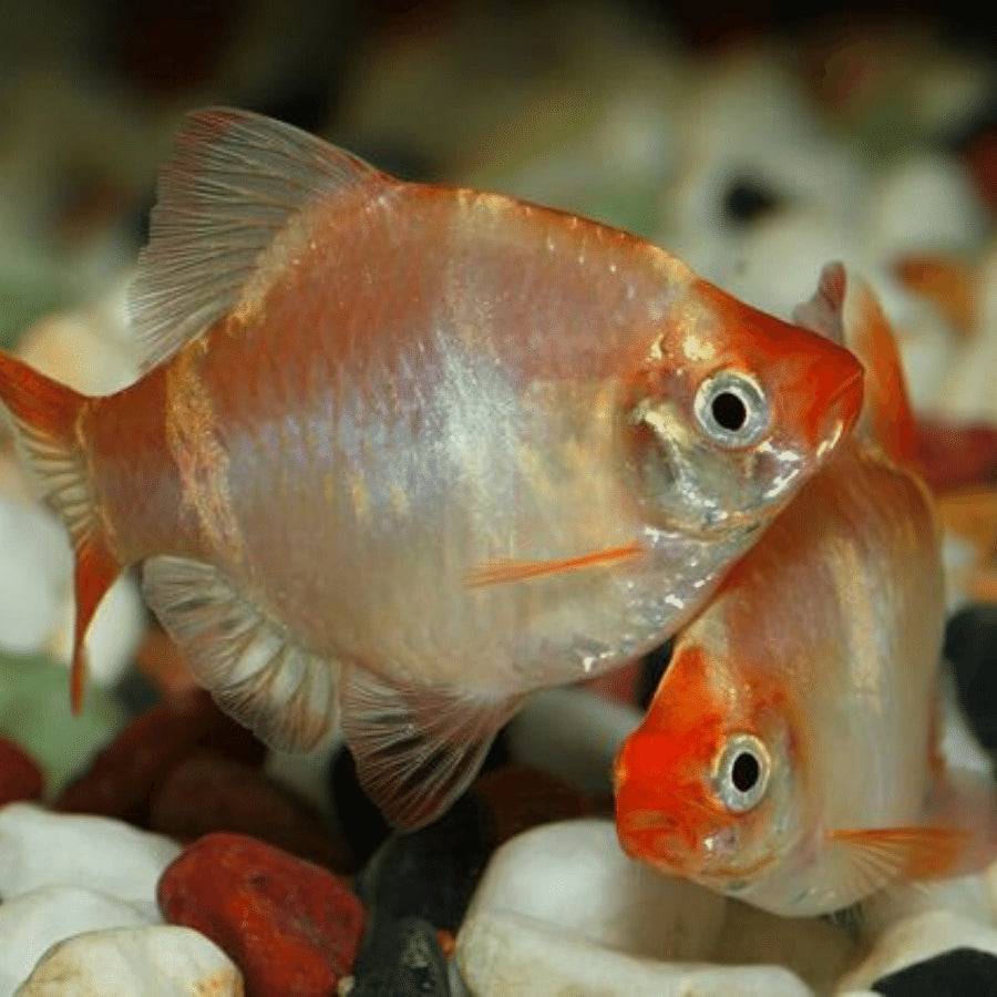 albino tiger barb - puntius tetrazona - cradle coast pet & aquarium