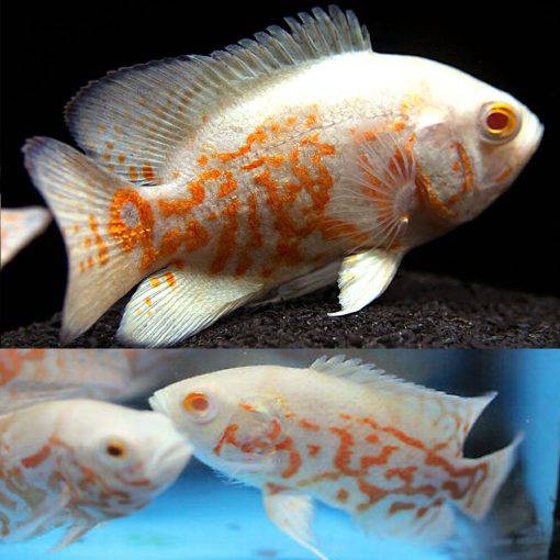 Albino Tiger Oscar - Astronutus ocellatus - Cradle Coast Pet & Aquarium