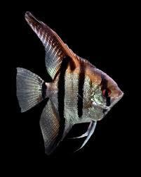 amapa red backed angelfish - pterophyllum scalare - cradle coast pet & aquarium