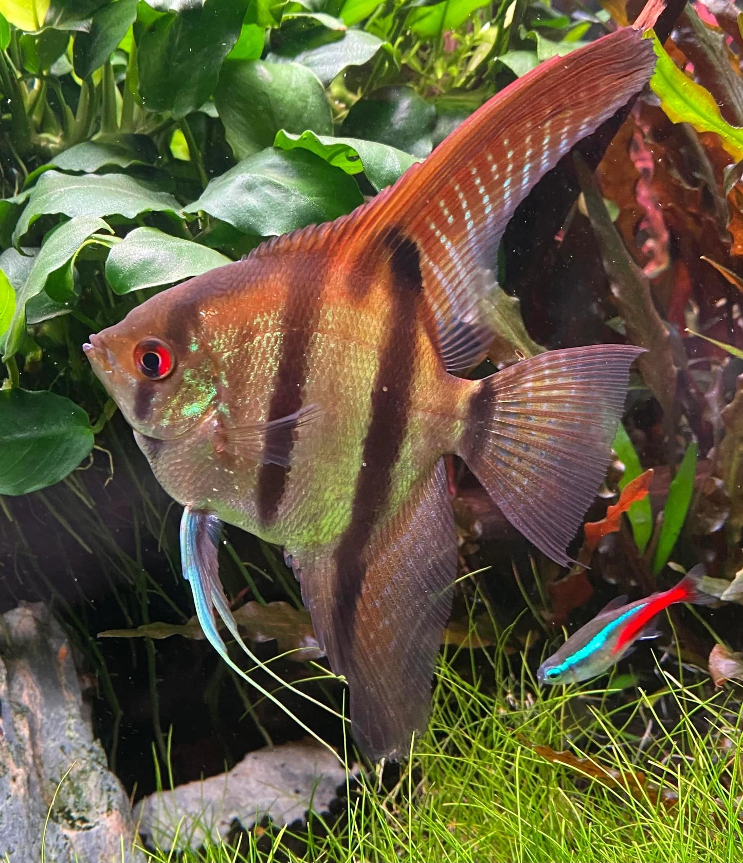 amapa red backed angelfish - pterophyllum scalare - cradle coast pet & aquarium