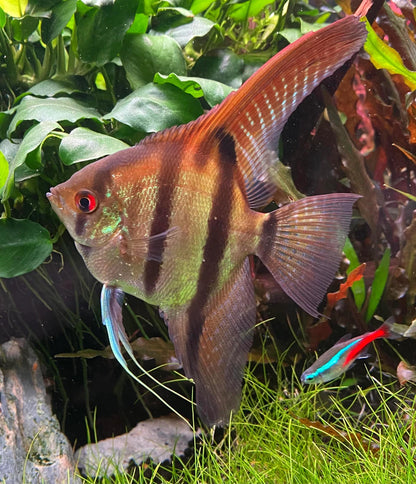 Amapa Red Backed Angelfish - Pterophyllum scalare - Cradle Coast Pet & Aquarium