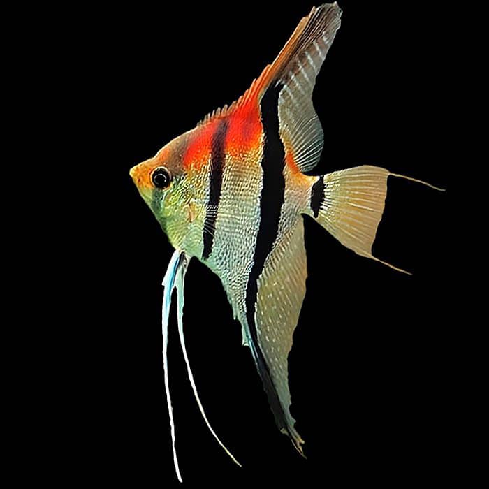 amapa red backed angelfish - pterophyllum scalare - cradle coast pet & aquarium