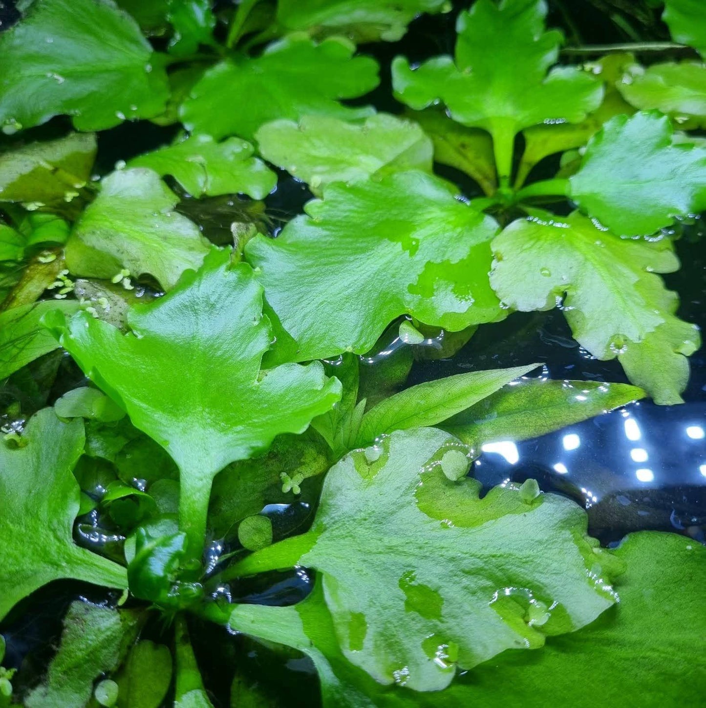 antler fern - ceratopteris pteridoides - cradle coast pet & aquarium