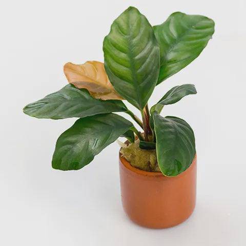 anubias assorted - terracotta 3cm pots - cradle coast pet & aquarium