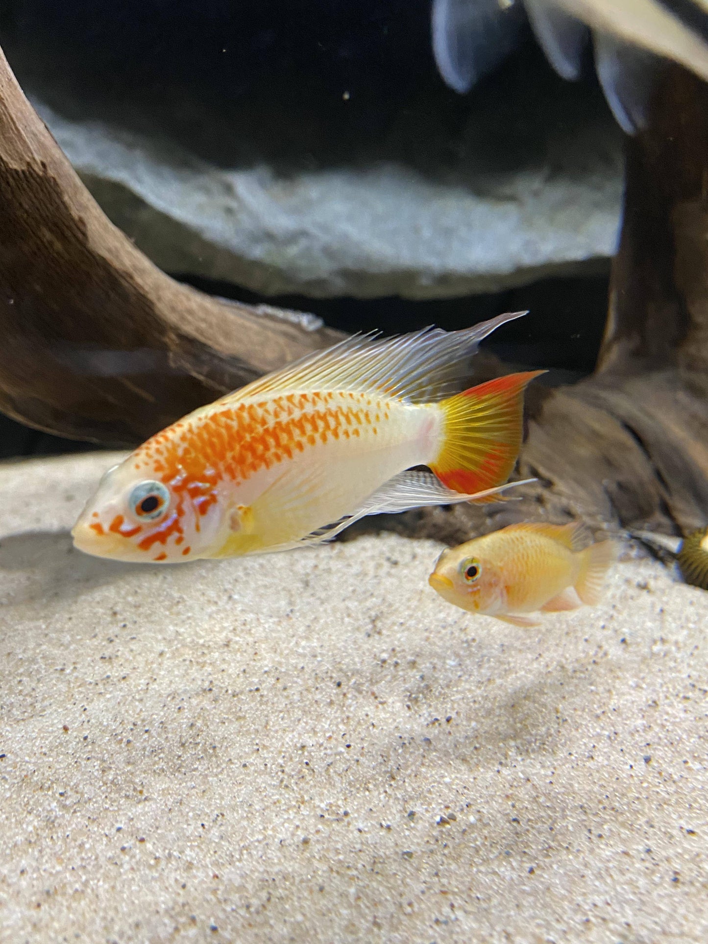 apisto viejita gold - apistogramma viejita macmasteri - cradle coast pet & aquarium