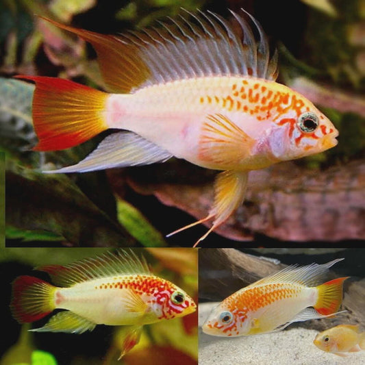 Freshwater Fish|Apisto Viejita Gold - Apistogramma viejita macmasteri|Cradle Coast Pet & Aquarium