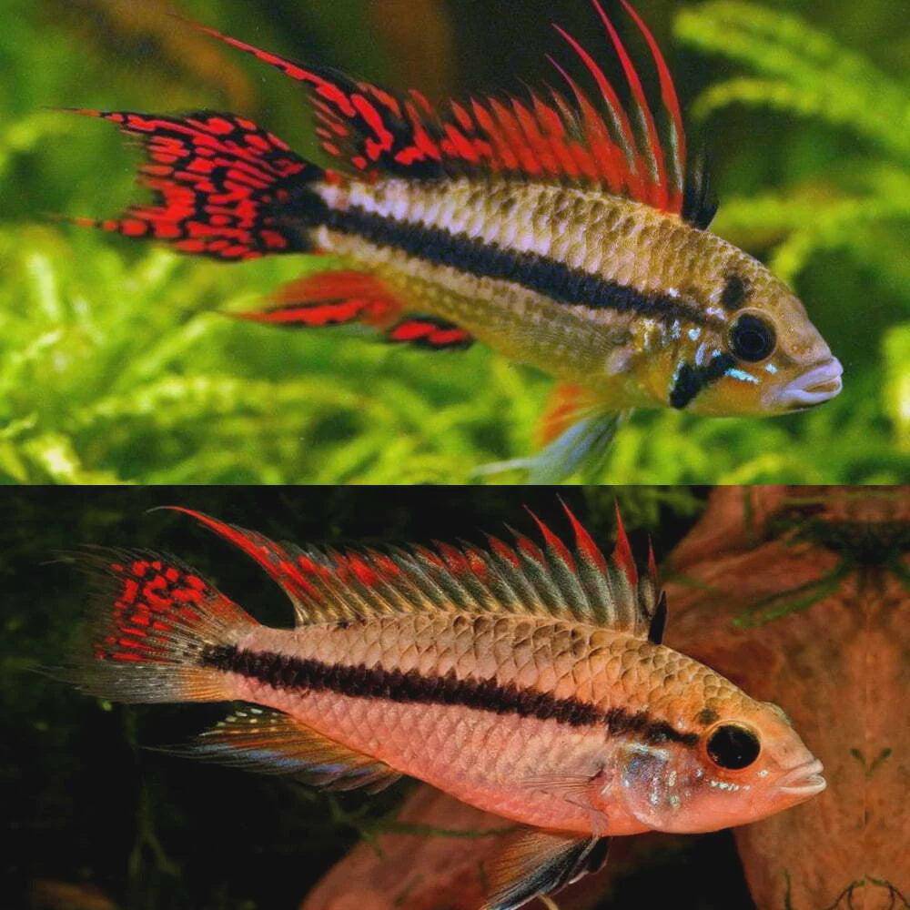 apistogramma cacatuoides - super red - cradle coast pet & aquarium