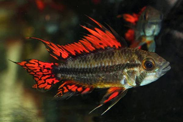 apistogramma cacatuoides - super red - cradle coast pet & aquarium