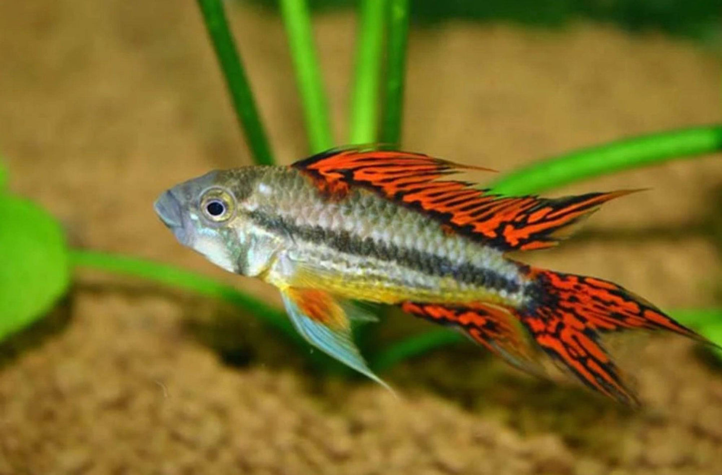 apistogramma cacatuoides - super red - cradle coast pet & aquarium