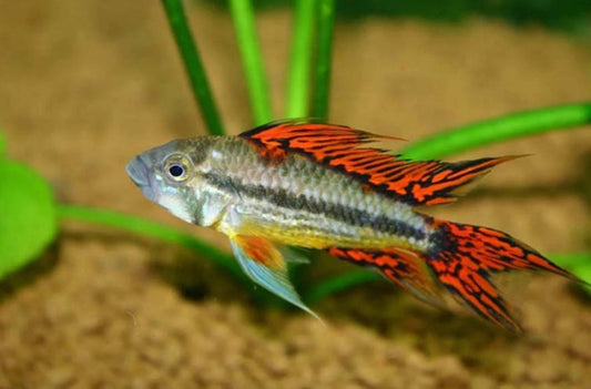 Apistogramma cacatuoides - Super Red - Cradle Coast Pet & Aquarium