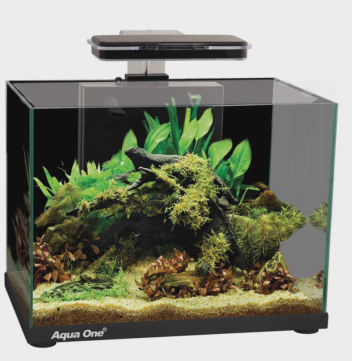 aqua one focus 25 glass aquarium - cradle coast pet & aquarium