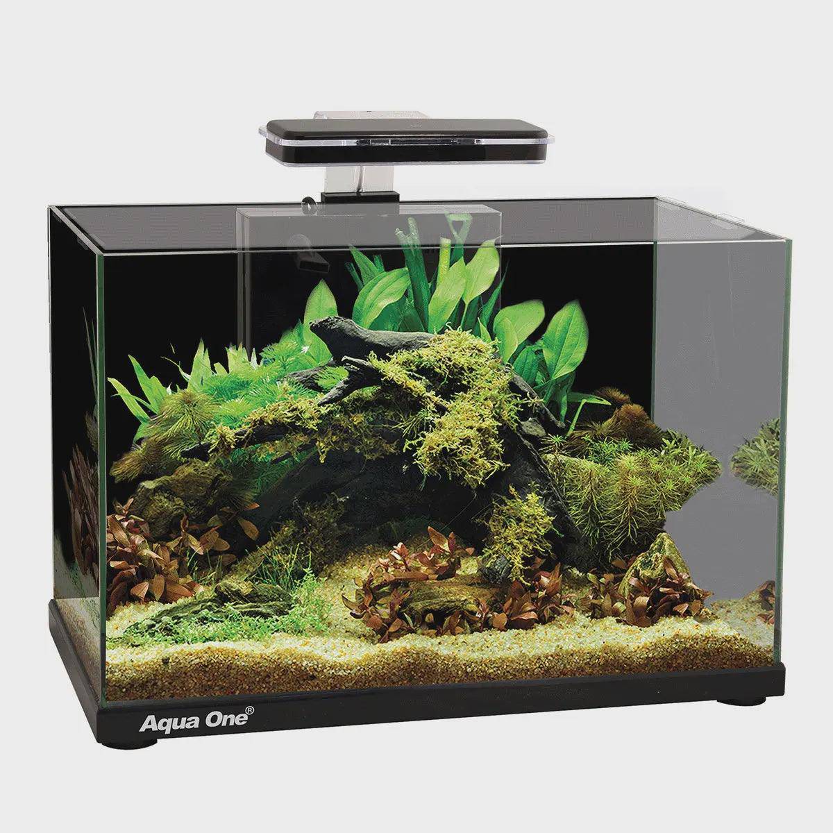 aqua one focus 36 glass aquarium - cradle coast pet & aquarium