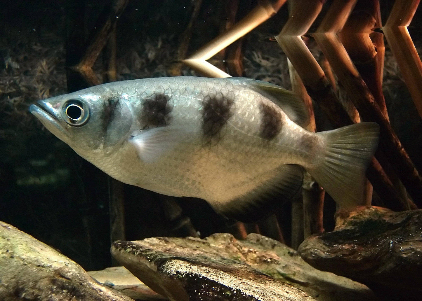 banded archer fish - toxotes jaculatrix - cradle coast pet & aquarium