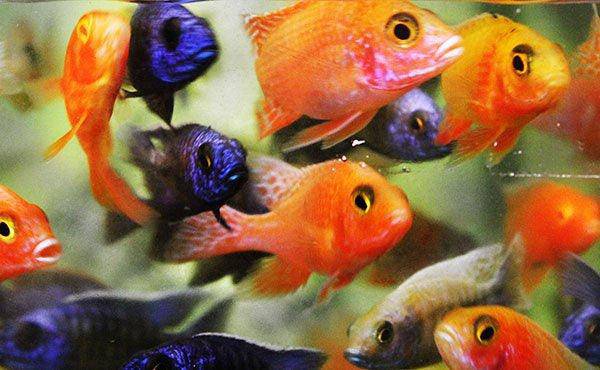 assorted peacock cichlid - aulonocara sp. - cradle coast pet & aquarium